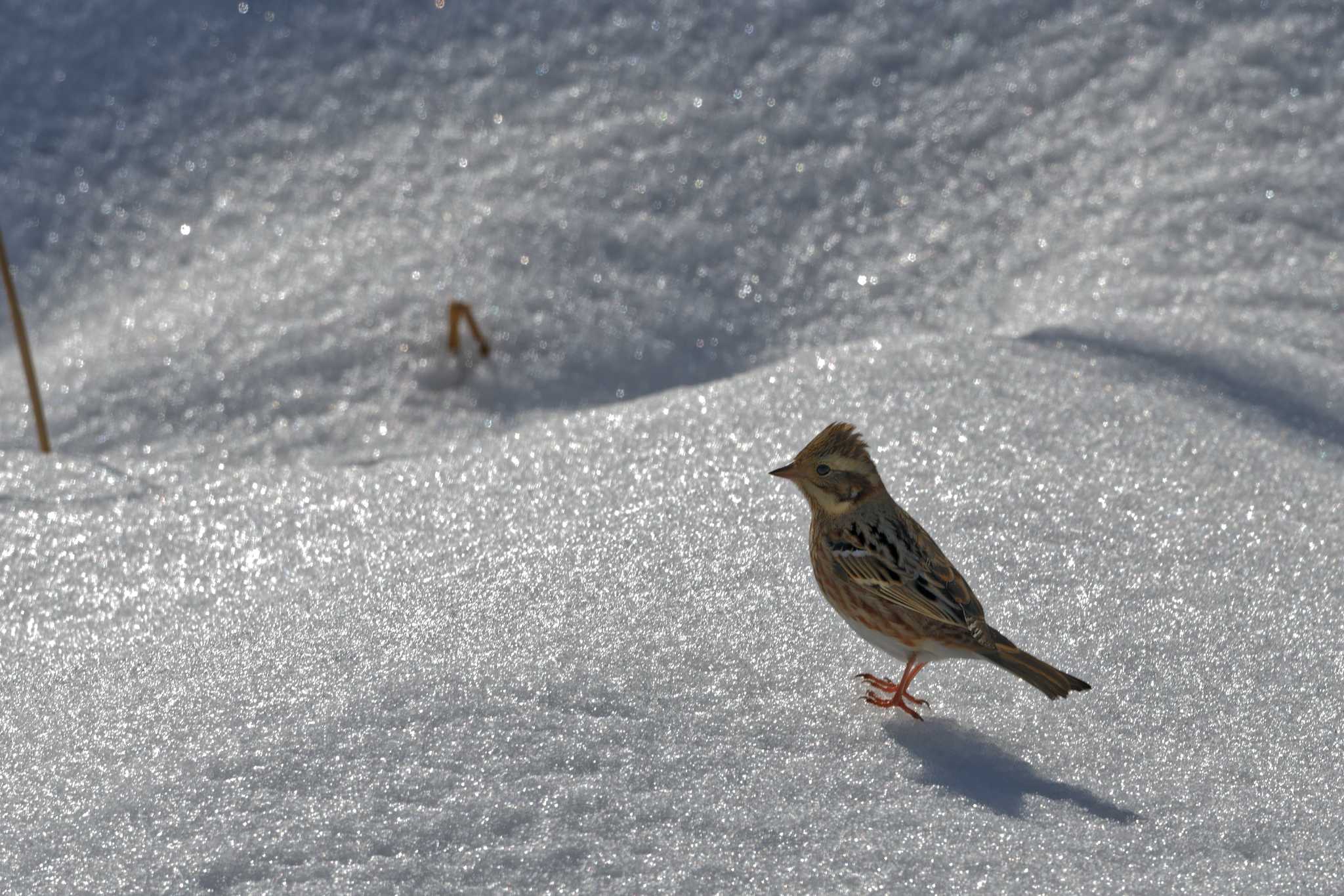 雪上カシラダカ