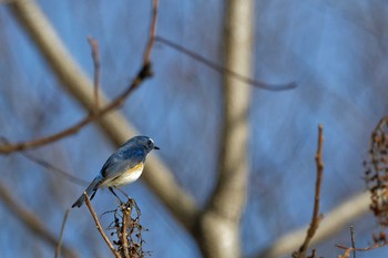 Red-flanked Bluetail 武田の杜 Sat, 2/11/2023