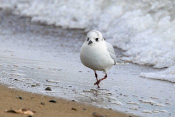 Saunders's Gull 加古川河口 Sat, 1/21/2023