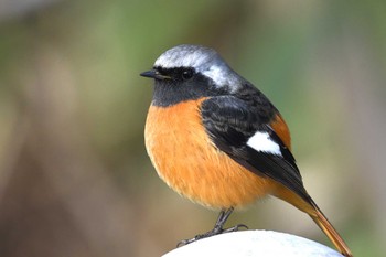 Daurian Redstart 古洞ダム(富山県富山市) Sat, 2/11/2023