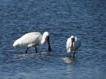 2023年2月11日(土) 葛西臨海公園の野鳥観察記録