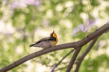 キビタキ 明石公園 2018年4月19日(木)