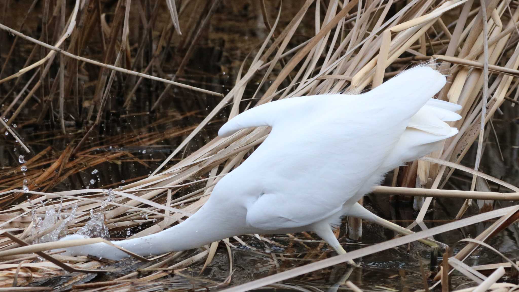 補食の瞬間