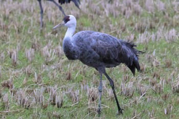 Hooded Crane Izumi Crane Observation Center Thu, 2/9/2023