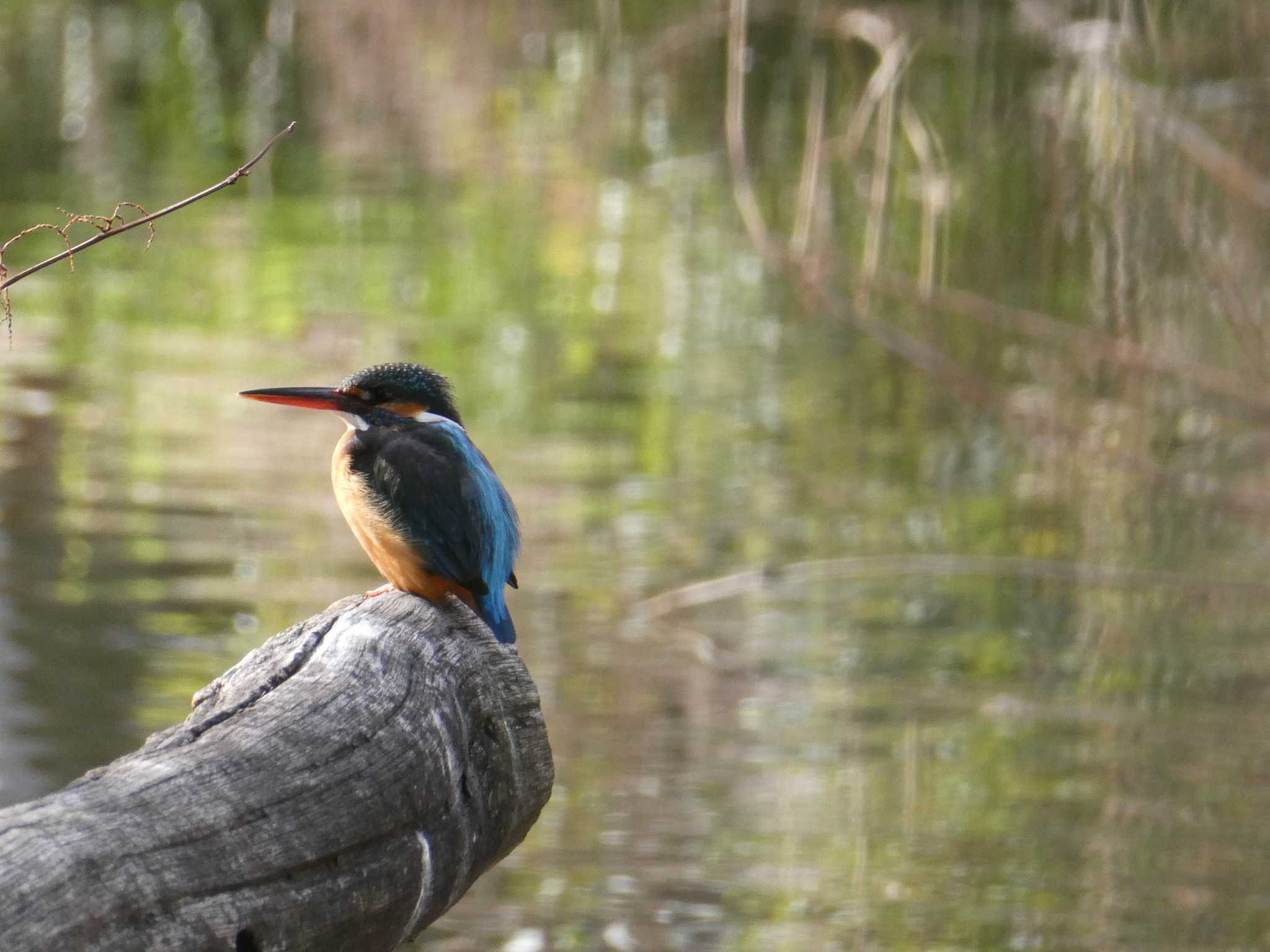 Photo of Common Kingfisher at 森ケ崎水再生センター by ネジ