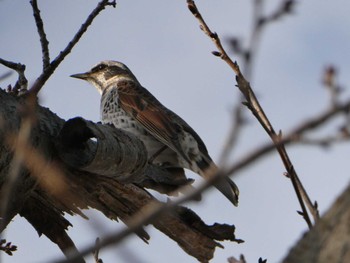 2023年2月12日(日) 森ケ崎水再生センターの野鳥観察記録