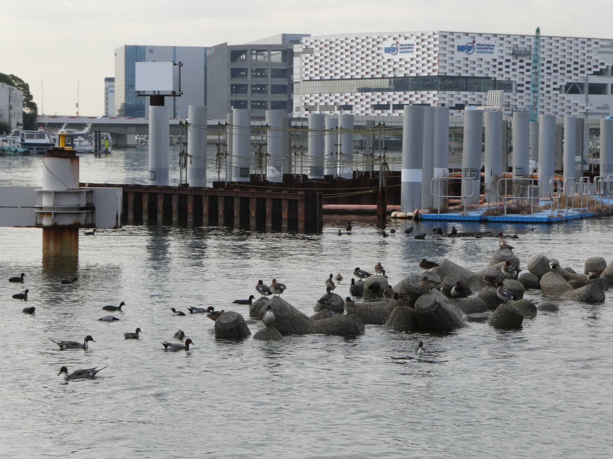 Photo of Eurasian Coot at 森ケ崎水再生センター by ネジ