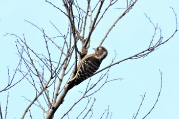 Japanese Pygmy Woodpecker 菊池川白石堰河川公園 Wed, 2/1/2023