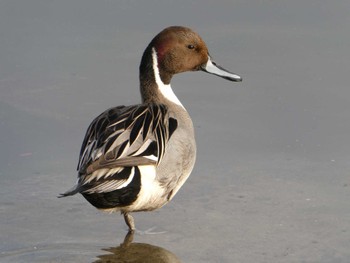 Northern Pintail 大森ふるさとの浜辺公園 Sun, 2/12/2023