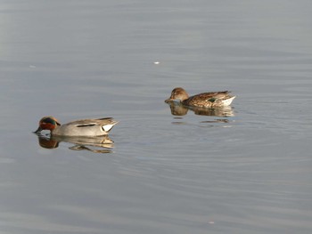 Eurasian Teal 大森ふるさとの浜辺公園 Sun, 2/12/2023