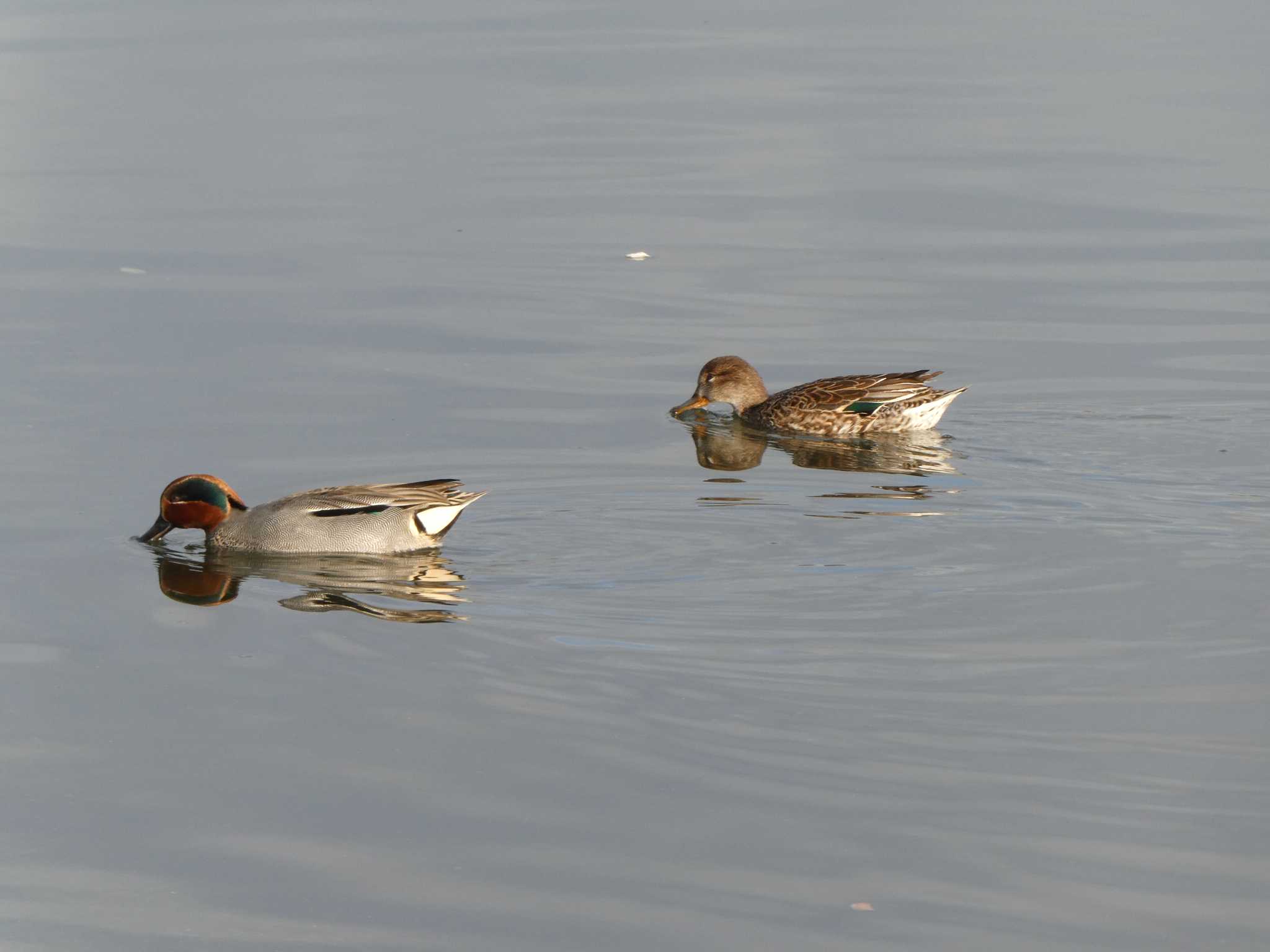 大森ふるさとの浜辺公園 コガモの写真