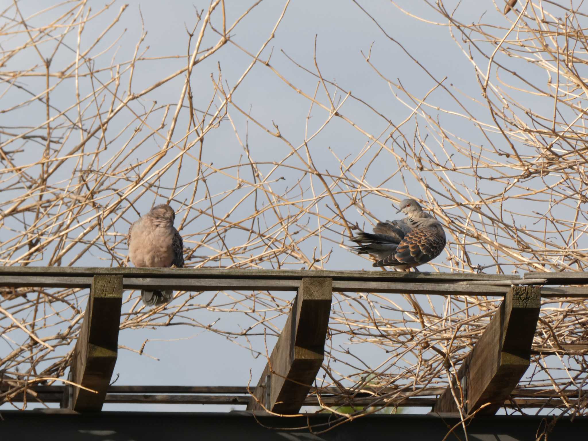 大森ふるさとの浜辺公園 キジバトの写真