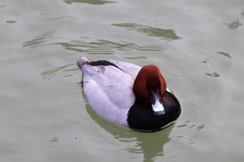 ホシハジロ 福岡県白水大池公園 2023年1月6日(金)