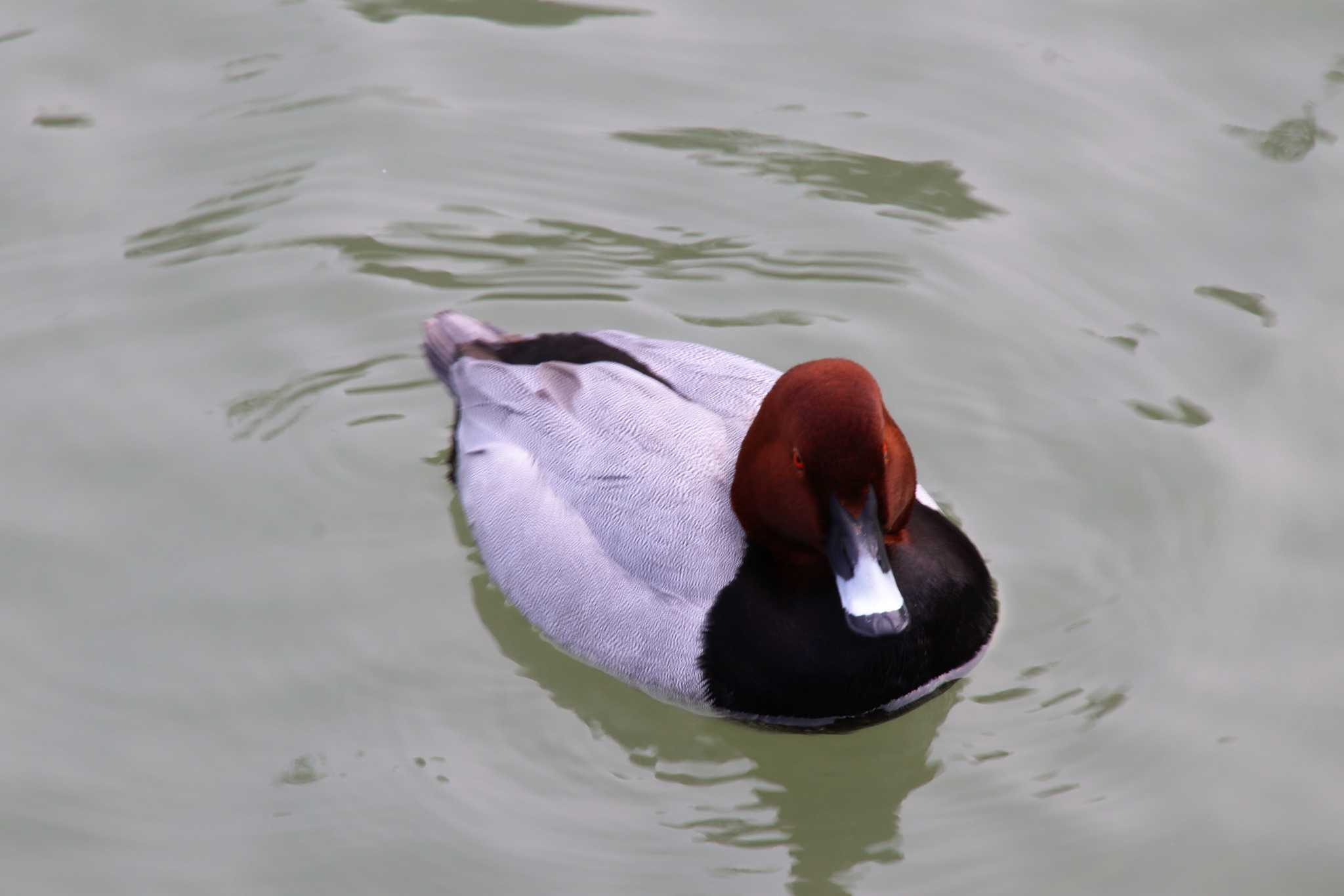 福岡県白水大池公園 ホシハジロの写真