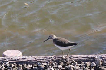 クサシギ 熊本県立岡自然公園 2023年1月30日(月)