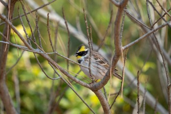 2023年2月12日(日) 京都御苑の野鳥観察記録