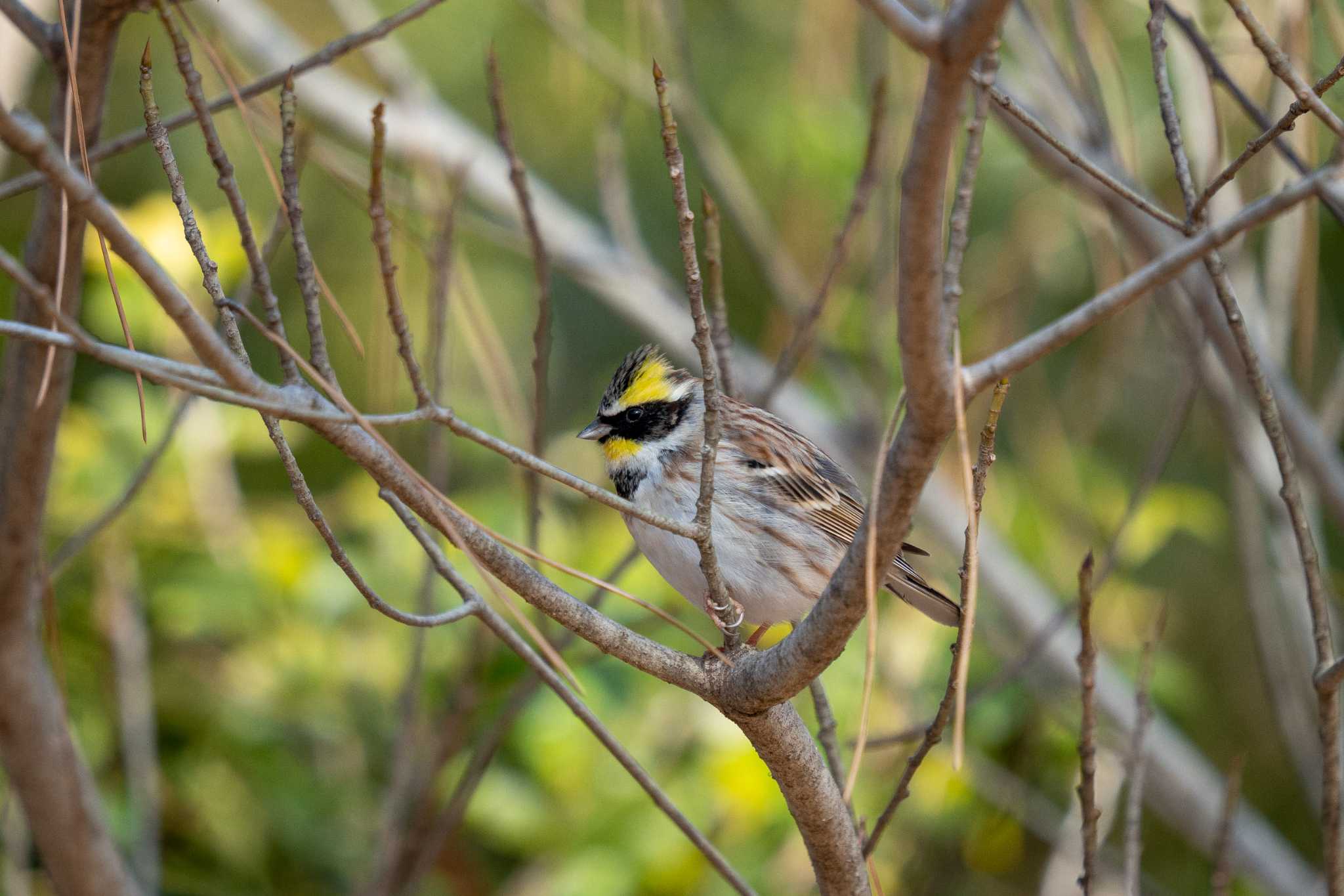 Photo of Yellow-throated Bunting at Kyoto Gyoen by chez 