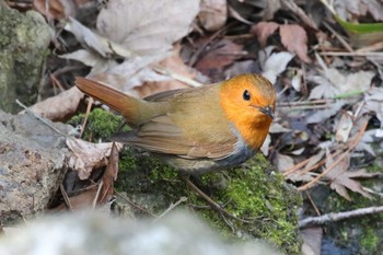 Japanese Robin Miharashi Park(Hakodate) Sat, 4/21/2018