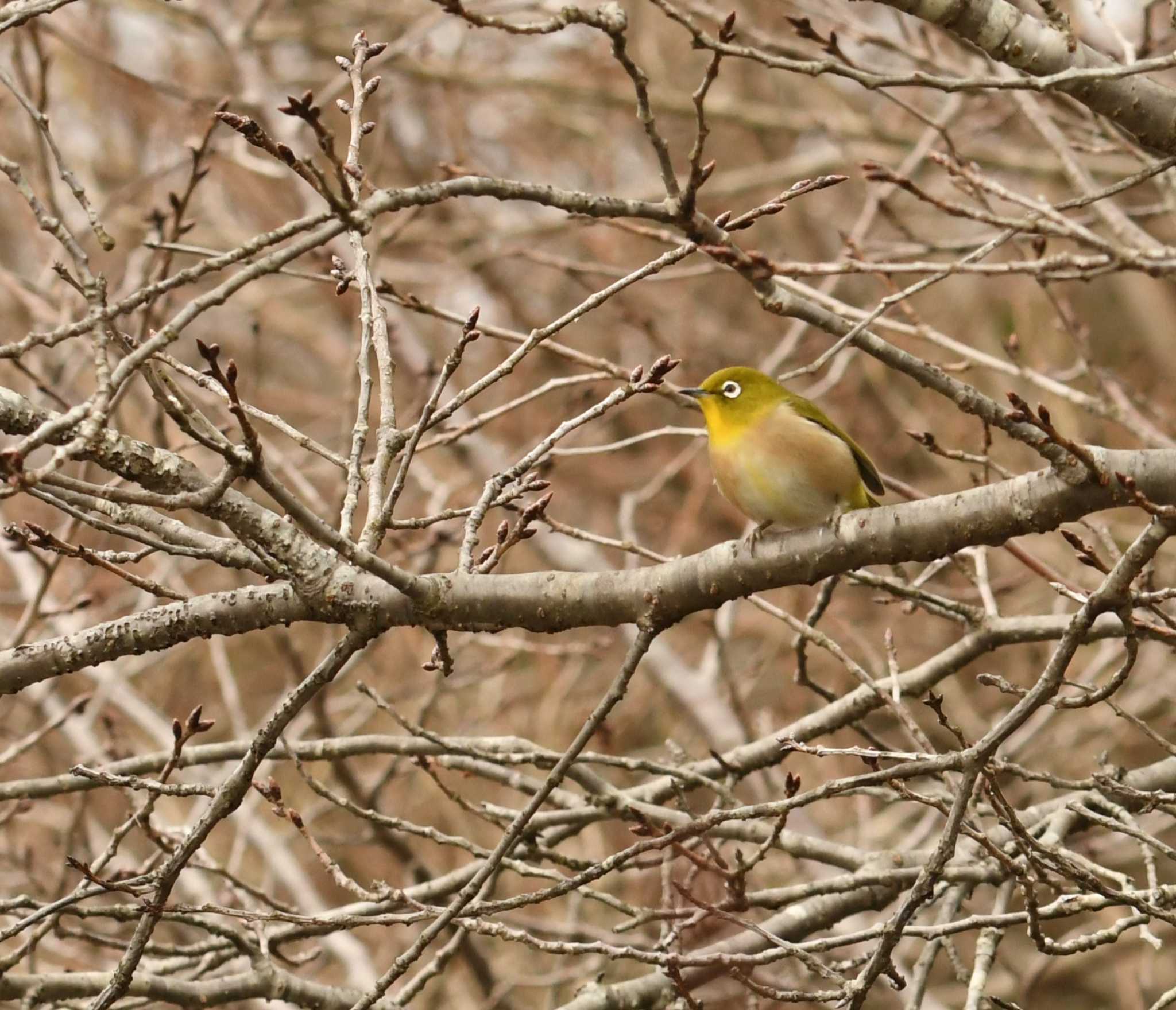 舞岡公園 メジロの写真