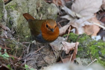 Japanese Robin Miharashi Park(Hakodate) Sat, 4/21/2018