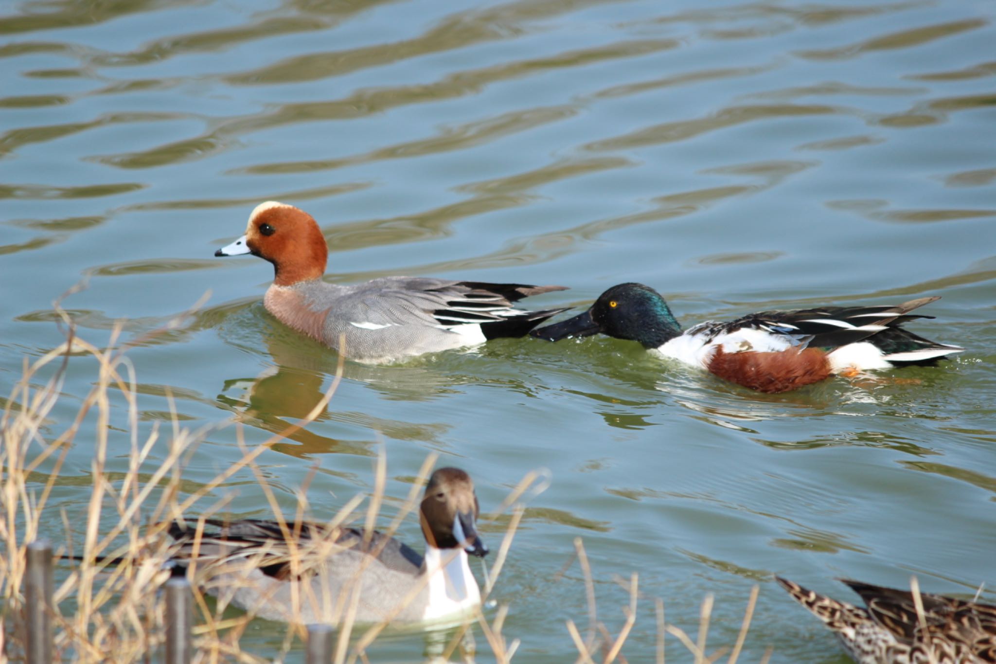 Northern Shoveler