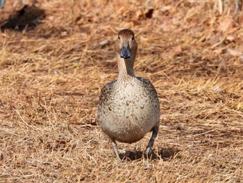 2023年2月12日(日) 大阪鶴見緑地の野鳥観察記録