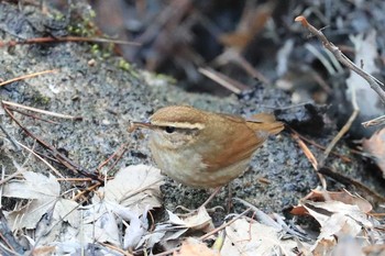 ヤブサメ 北海道 函館市 見晴公園 2018年4月21日(土)