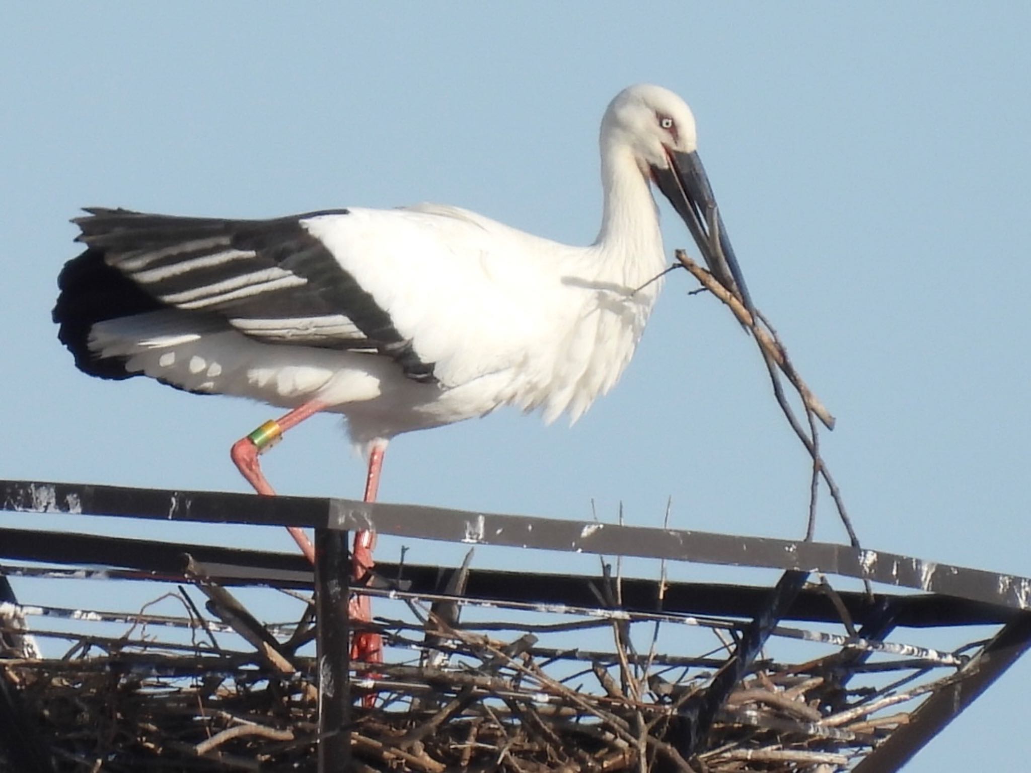 コウノトリ