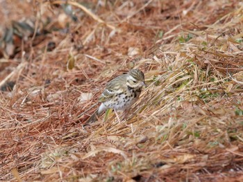 ビンズイ 平筒沼(宮城県登米市) 2023年2月12日(日)