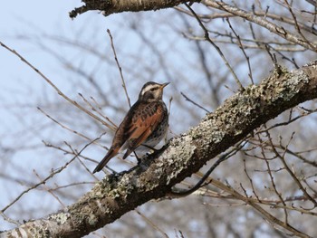 ツグミ 平筒沼(宮城県登米市) 2023年2月12日(日)