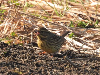 2023年2月12日(日) 彩湖の野鳥観察記録