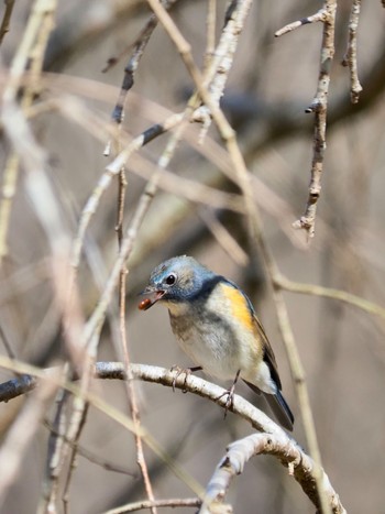 Red-flanked Bluetail 高崎自然の森 Sun, 2/12/2023