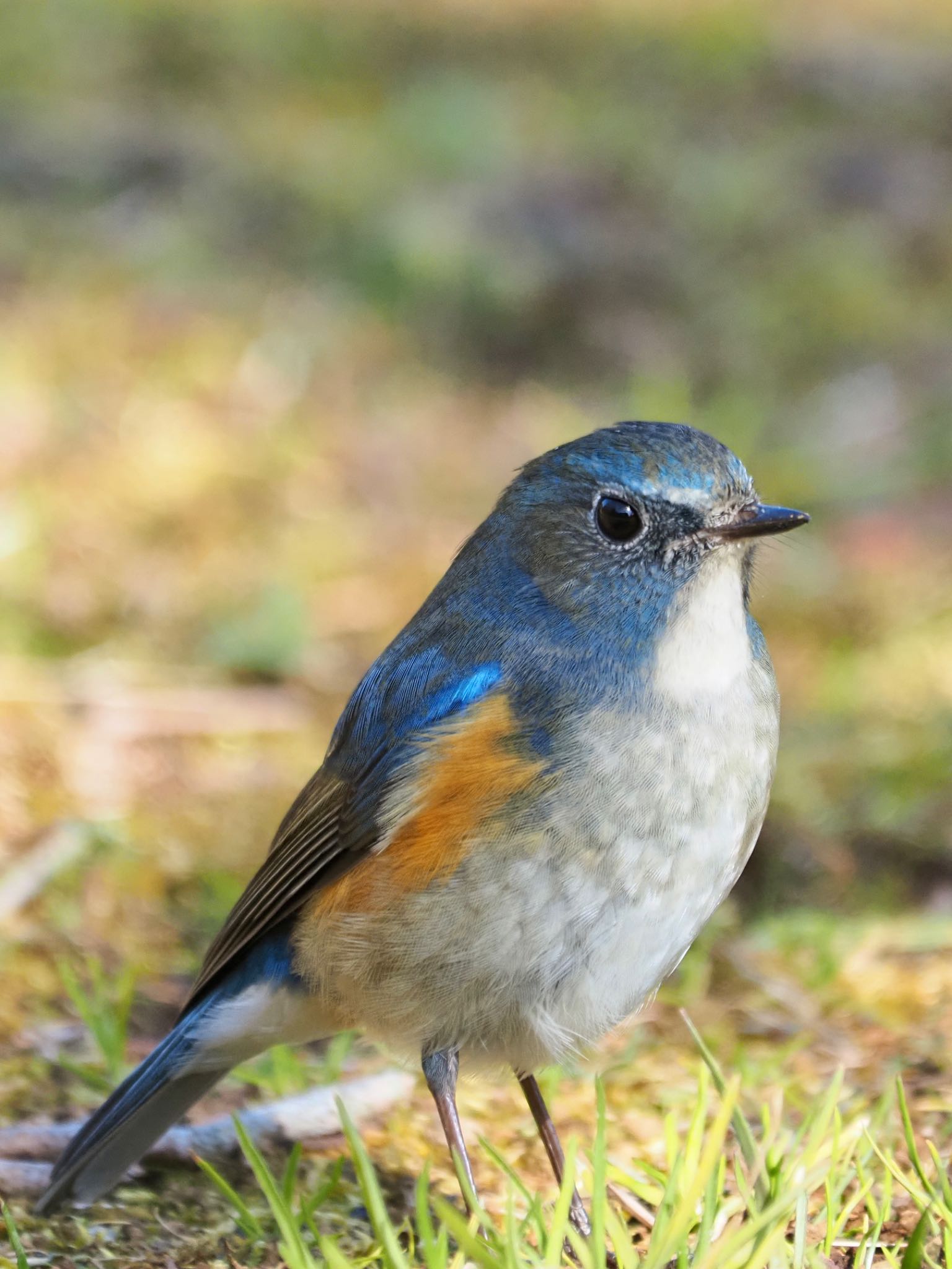 高崎自然の森 ルリビタキの写真 by Kt Bongo