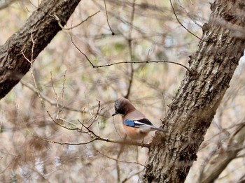 Eurasian Jay 高崎自然の森 Sun, 2/12/2023