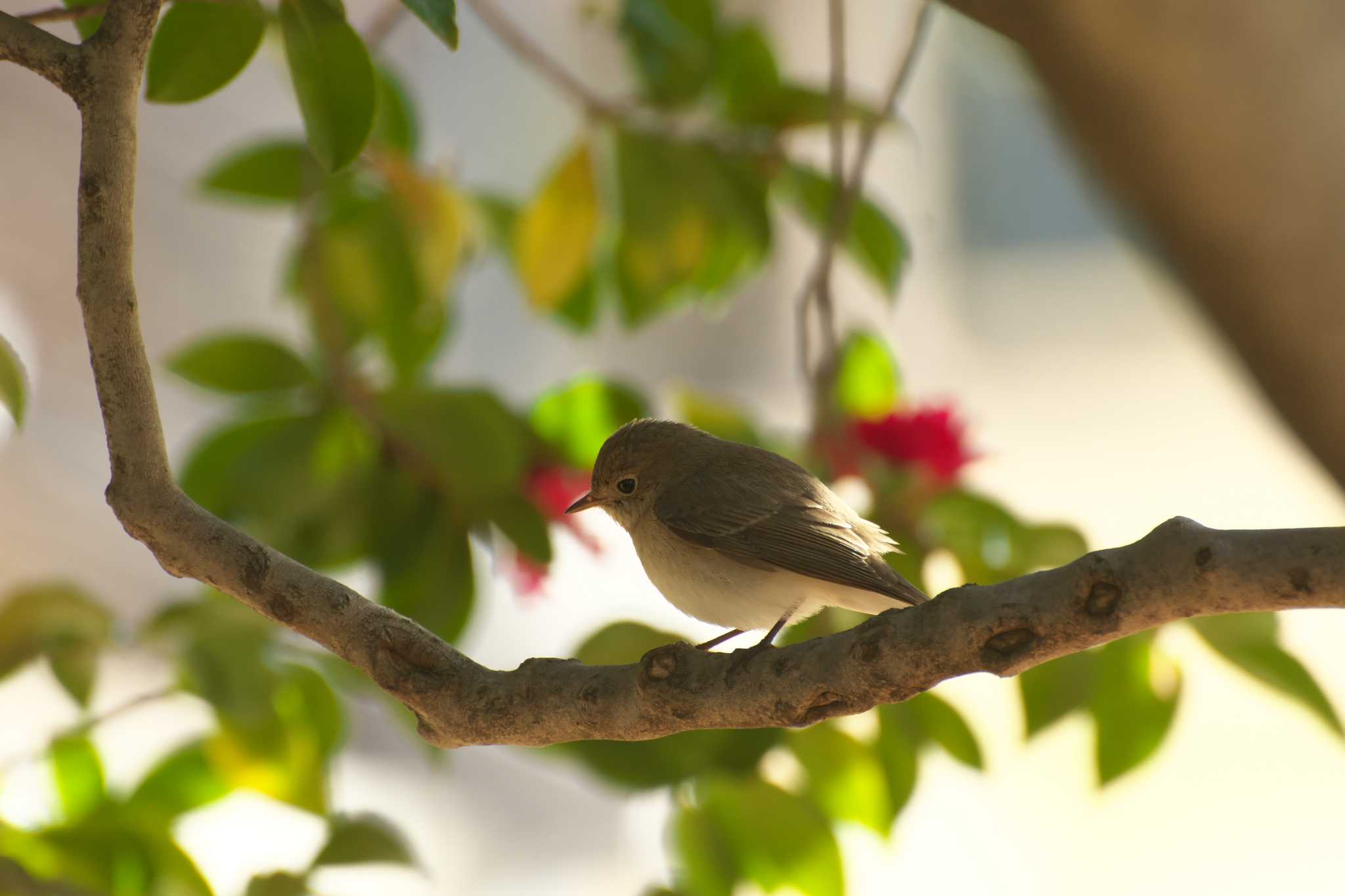 Photo of Red-breasted Flycatcher at Osaka castle park by 大井 誠