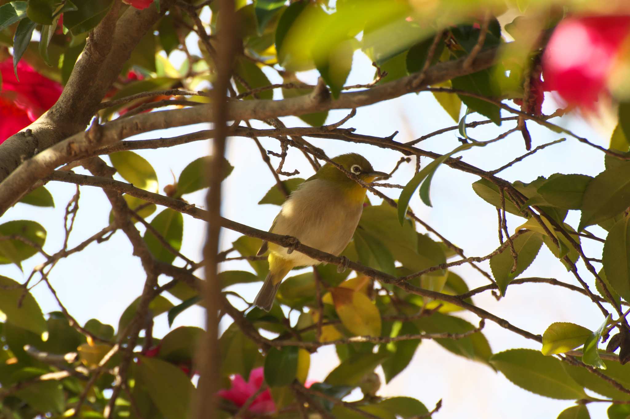 Photo of Warbling White-eye at Osaka castle park by 大井 誠