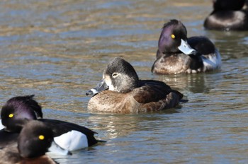 2023年2月11日(土) こども自然公園 (大池公園/横浜市)の野鳥観察記録