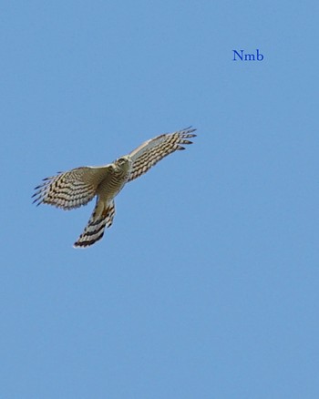 Eurasian Sparrowhawk Unknown Spots Unknown Date