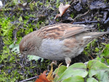 2023年2月12日(日) 早戸川林道の野鳥観察記録