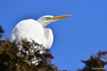 コサギ 近所の河川敷 2023年2月12日(日)