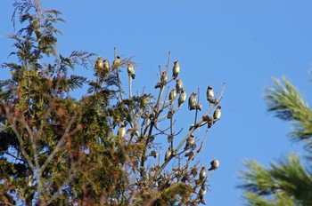 2023年2月12日(日) 和泉葛城山の野鳥観察記録