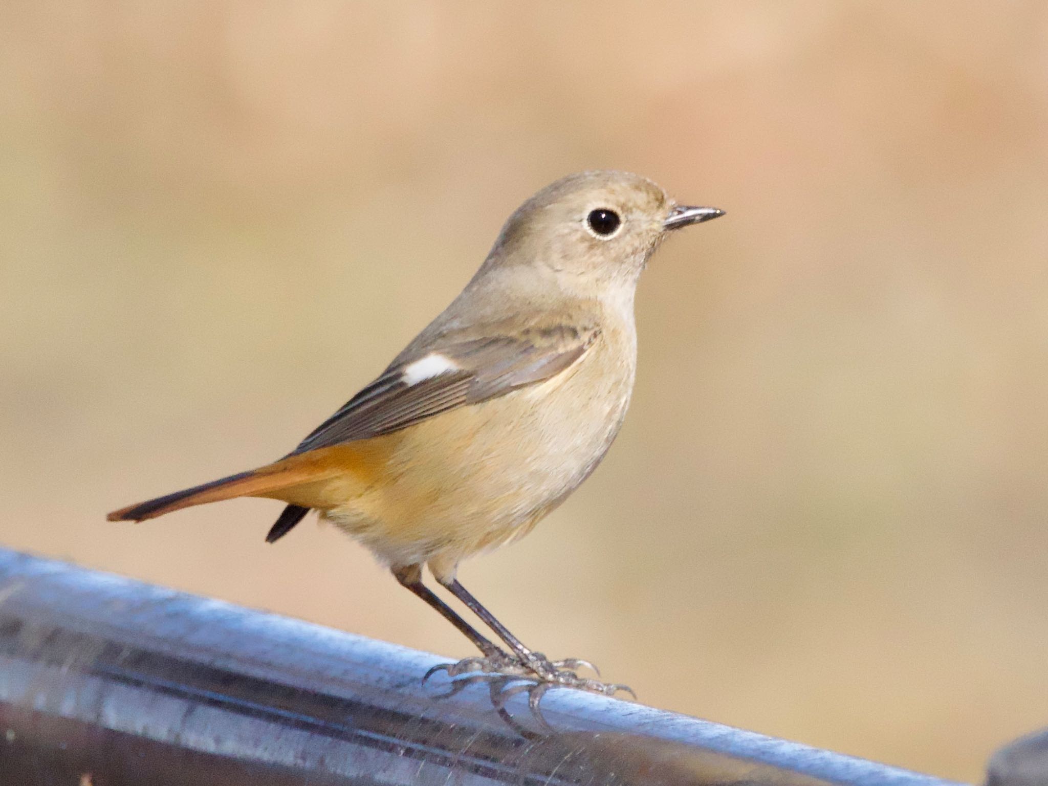 Daurian Redstart