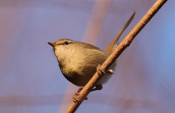 ウグイス 智光山公園 2023年2月12日(日)