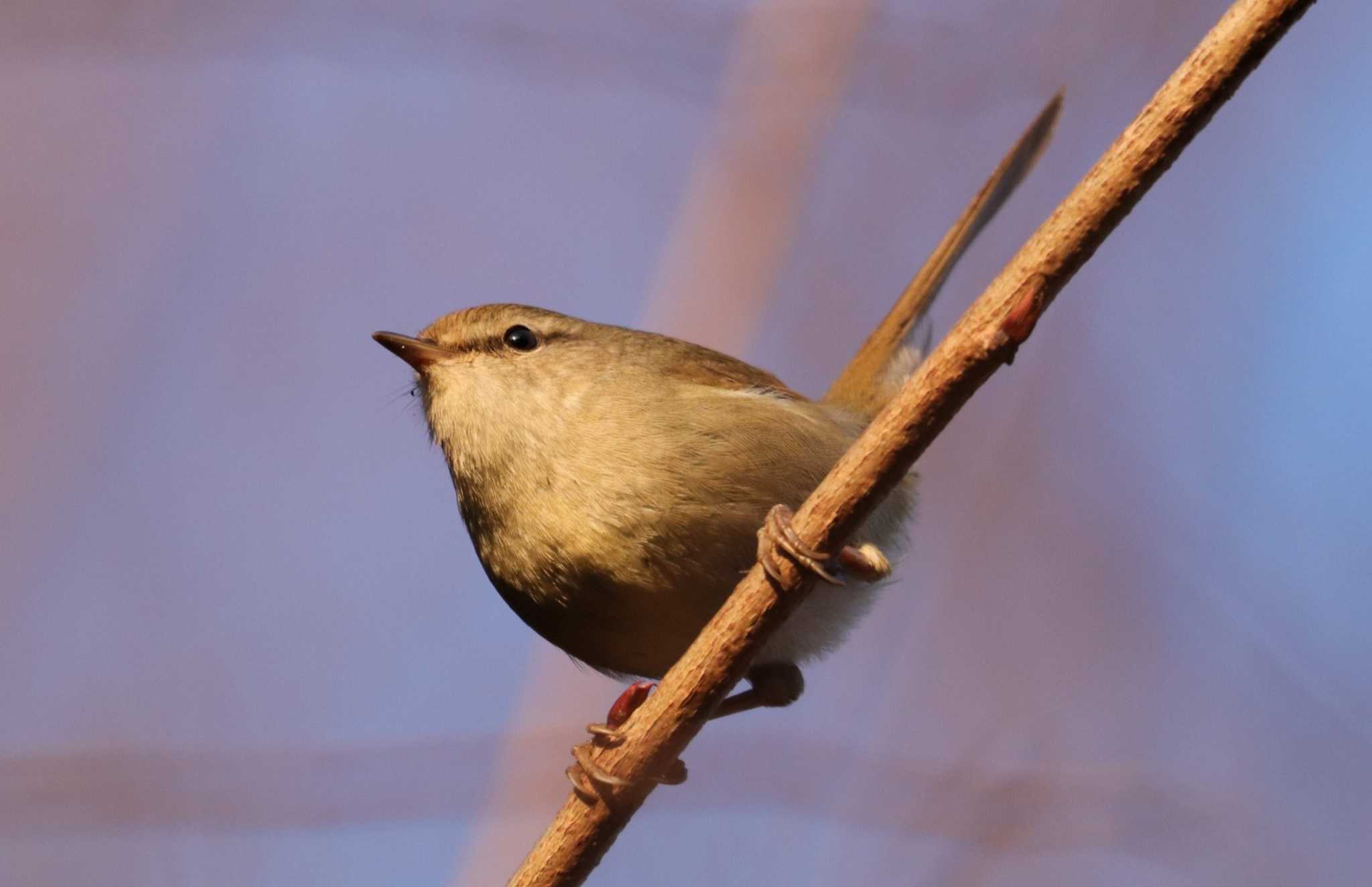 Japanese Bush Warbler