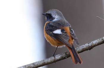 Daurian Redstart Chikozan Park Sun, 2/12/2023