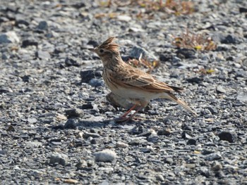 2023年2月12日(日) 平城宮跡の野鳥観察記録