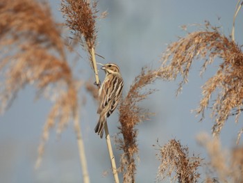 Common Reed Bunting 平城宮跡 Sun, 2/12/2023