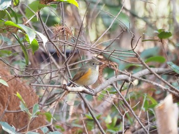 2023年2月12日(日) 水元公園の野鳥観察記録