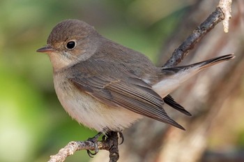 2023年2月4日(土) まつぶし緑の丘公園の野鳥観察記録