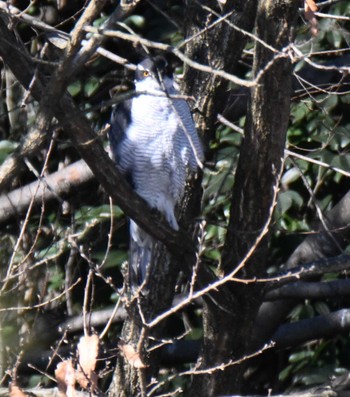 Eurasian Goshawk Showa Kinen Park Sat, 2/11/2023